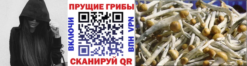 где купить наркотик  Кяхта  Псилоцибиновые грибы Psilocybe 
